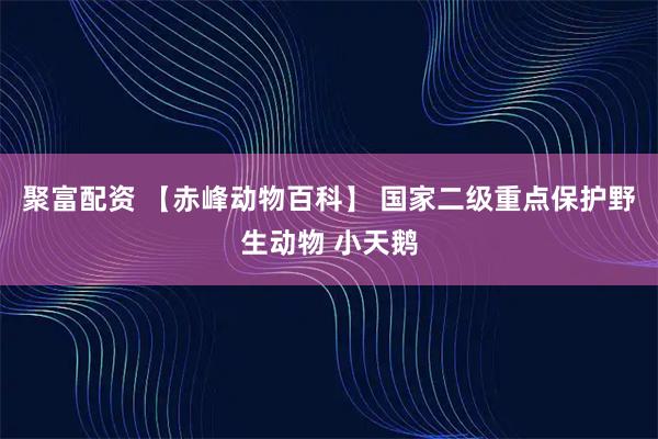 聚富配资 【赤峰动物百科】 国家二级重点保护野生动物 小天鹅